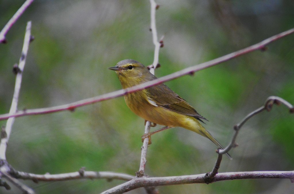 Warbler, Orange-crowned, 2013-01013974 Bentsen Rio Grande State Park, TX.JPG - Orange-crowned Warbler. Bentsen Rio Grande StatePark, TX, 2013-01-01